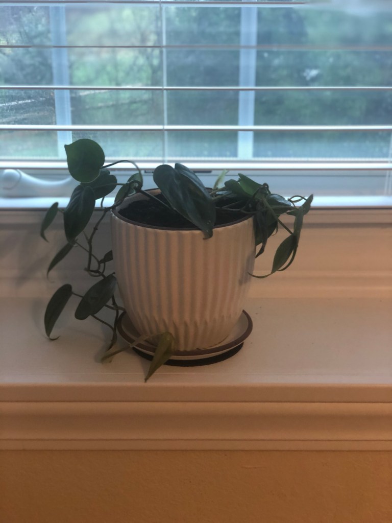 Shelf decor plant