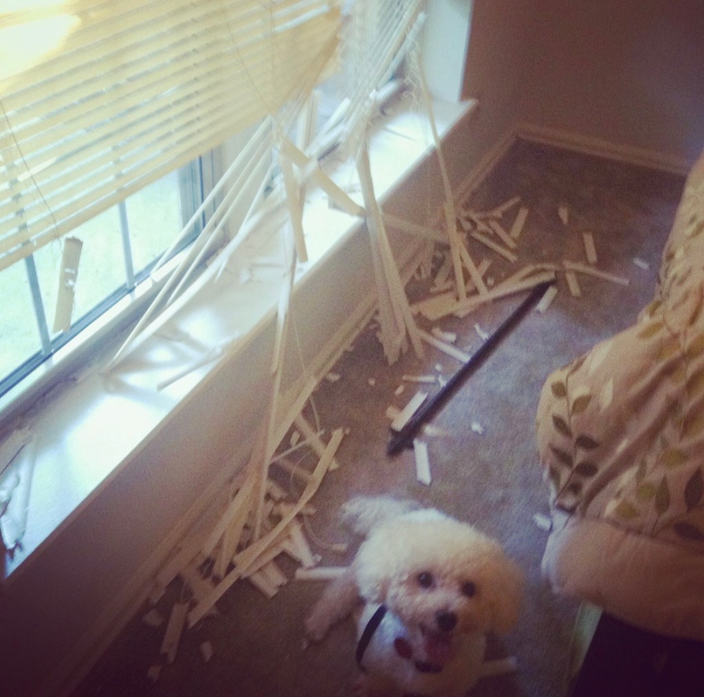 Prozac Puppies & Prozac&nbsp;Popping